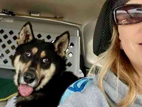 Animal shelters carry out pandemic pup exchange at NWT border