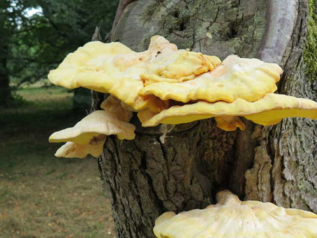 Comment savoir si un arbre doit être abattu ?