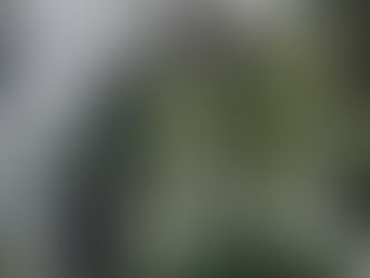 Pourquoi faire appel à un élagueur professionnel ?