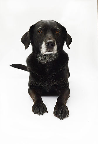 Animal, Foto, Photography, Tierfotografie, Hund, black&white, dog, Mischling, mongrel