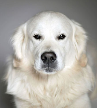 Golden retriever, Animal, Foto, Photography, Tierfotografie, Hund, studio, Tierportrait, animal portrait