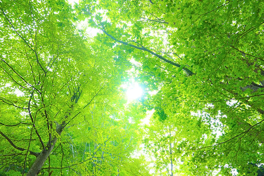 tree_species_appraisal.jpeg