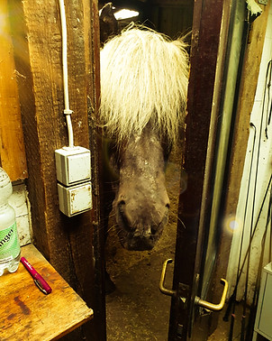 Ein Pferdekopf schaut durch eine Tür