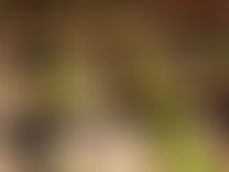 Fingerfood: Blätterteigsnacks aus dem Backofen