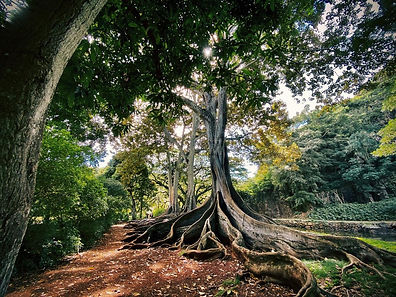 tree.jpeg