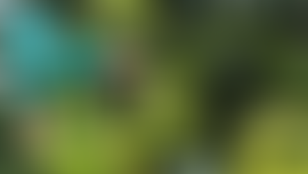 Bonus verde: richiedilo per tutto il 2024!