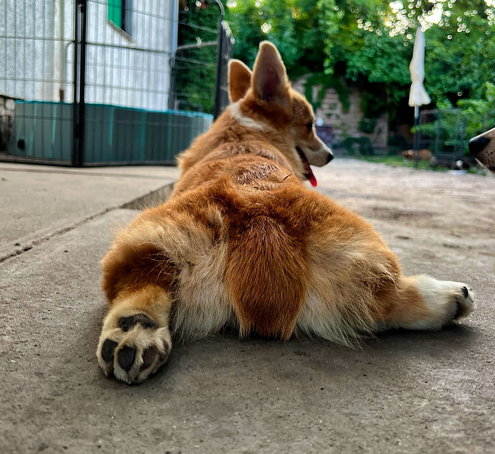 Természetes rövidfarkú pembroke welch corgi