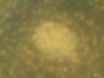 ree