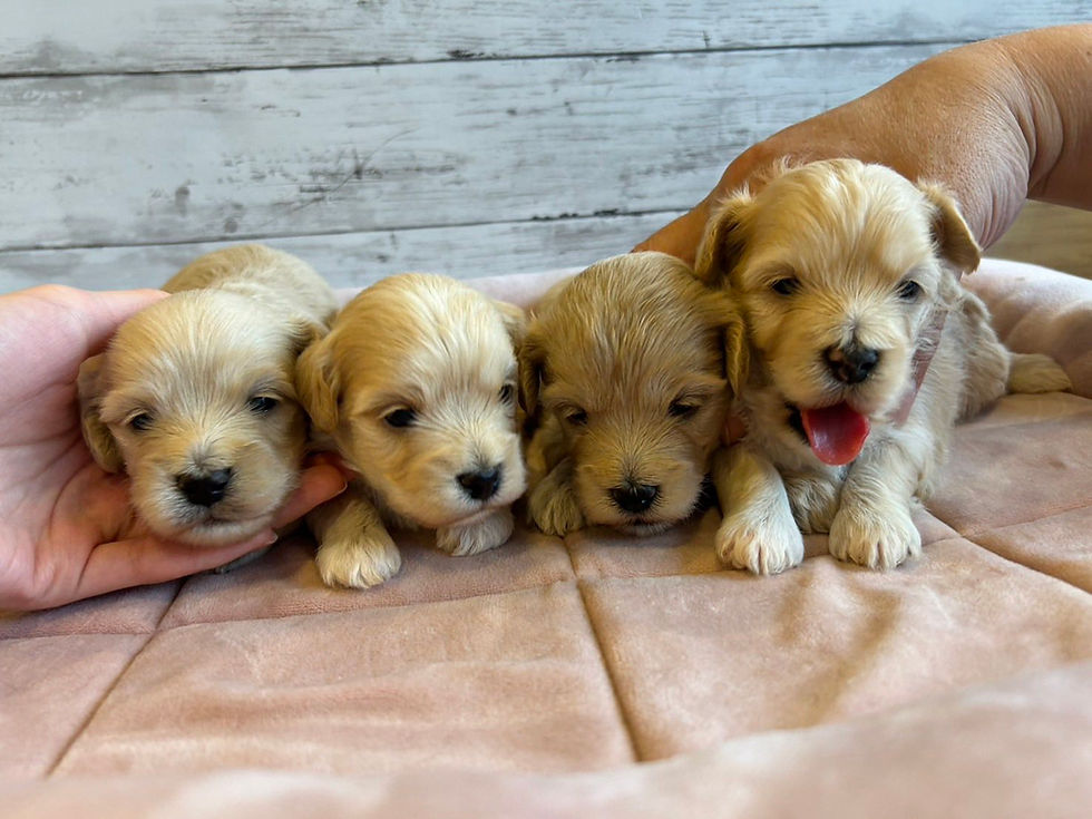 サムネイル： MIX(父マルチーズ×母トイプードル）