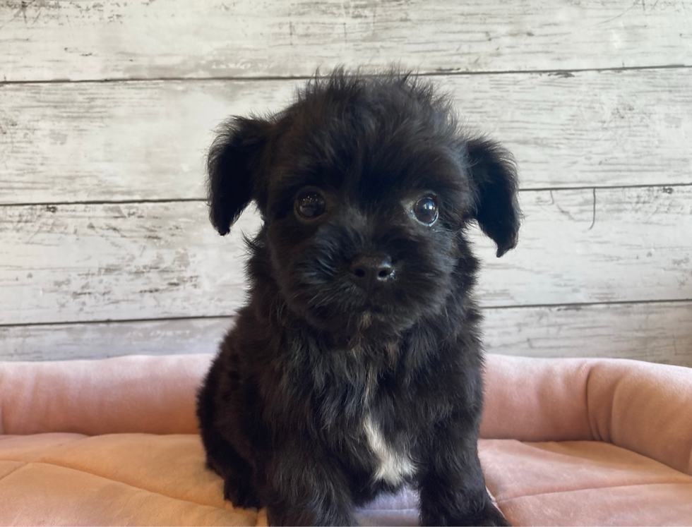 MIX(父チワワ×母トイプードル）