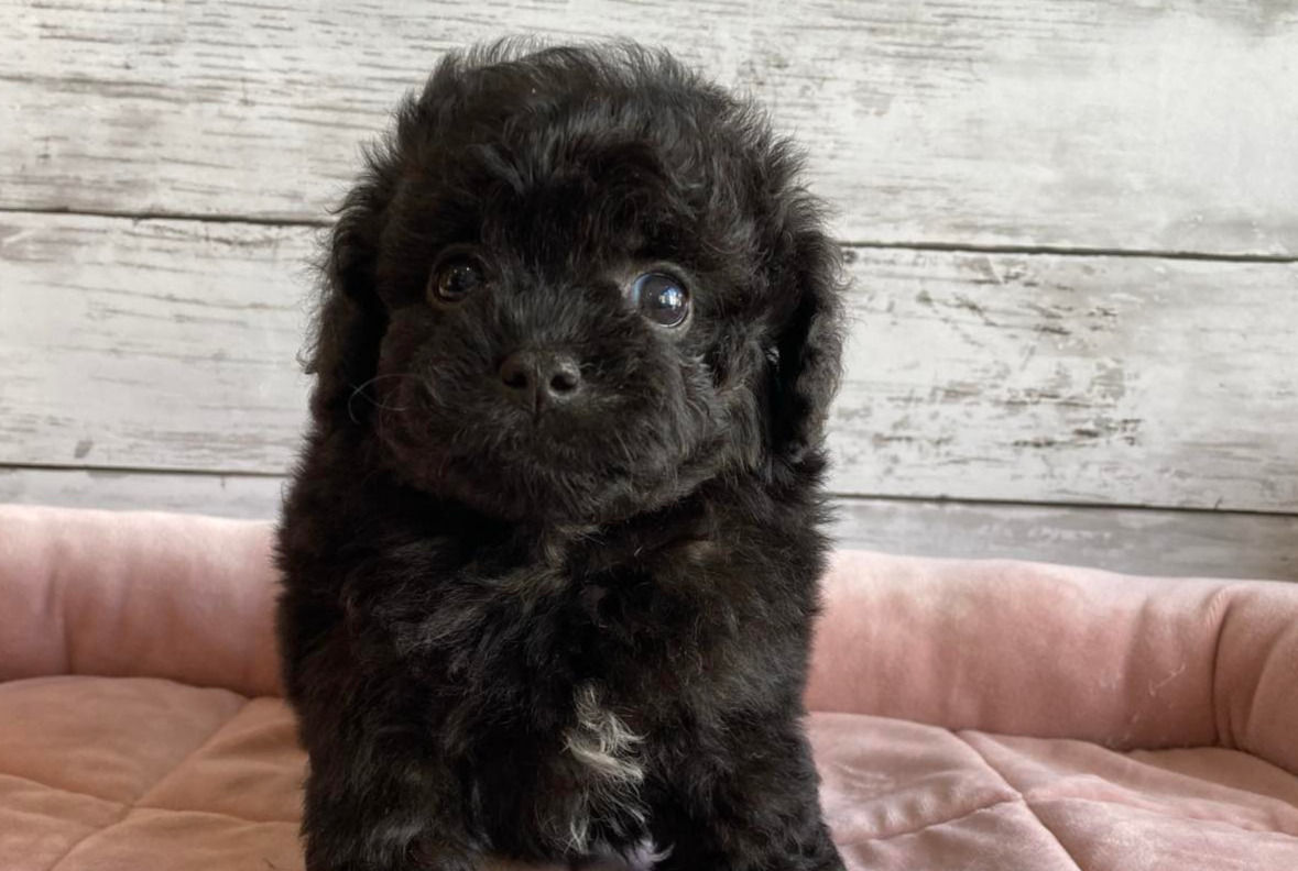 MIX(父チワワ×母トイプードル）カギしっぽ