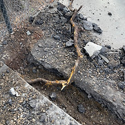 root growing under tennis court causing humps and heaving asphalt surface