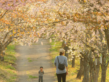 遅れてきた春。そこには絶景が。