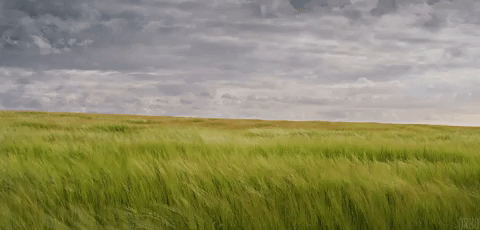 blé4.gif