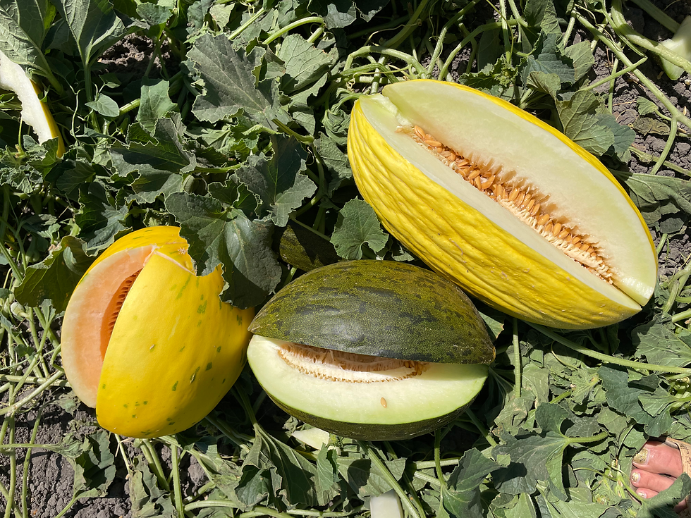 I think Cannon said that they grow 5 different types of cantaloupes alone, in addition to lots of different types of melons. We ate many of them right there in the field. Delicious!