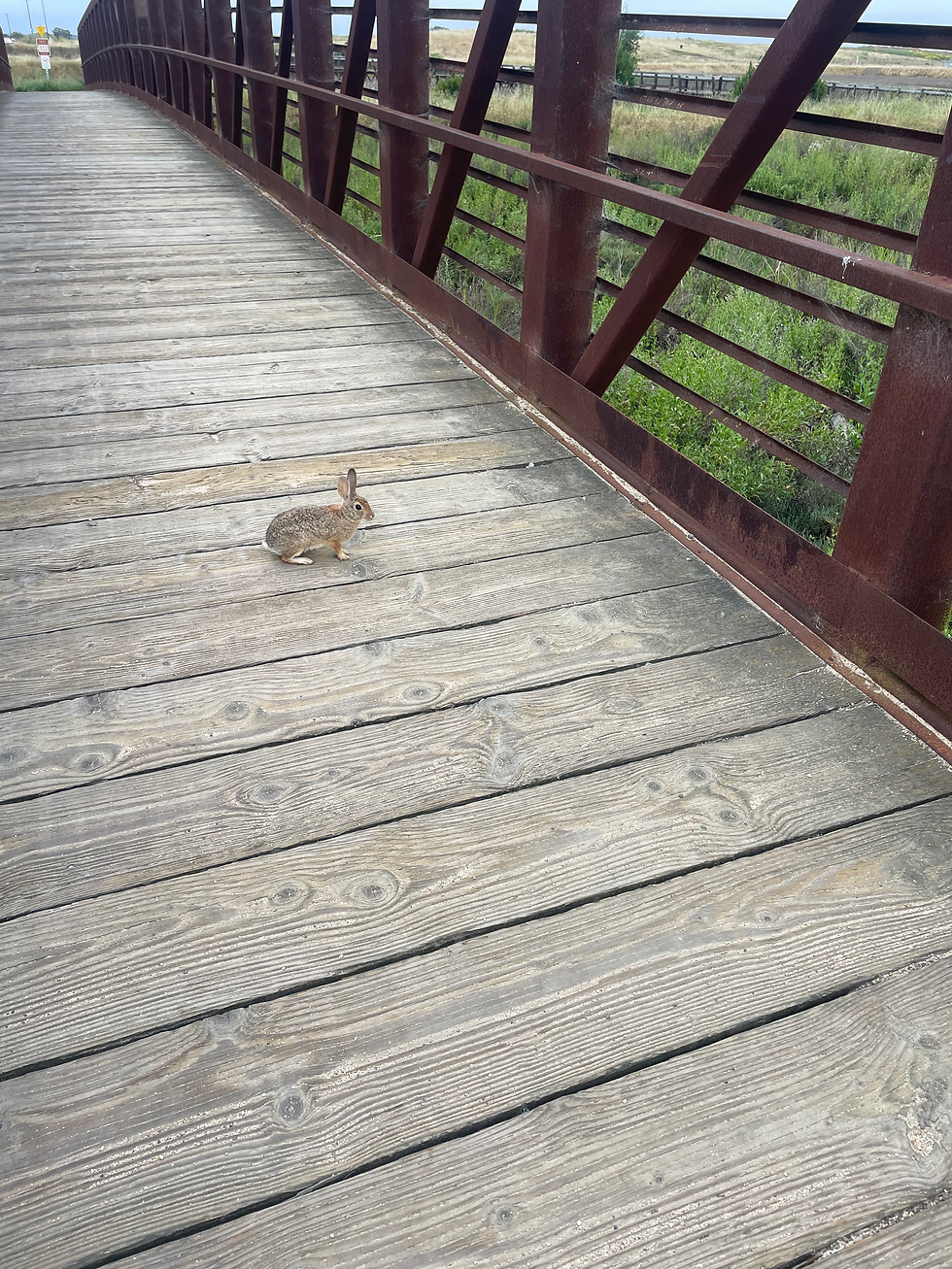I scared this little critter when I rolled onto the bridge so I backed off to give it space and snap a photo.
