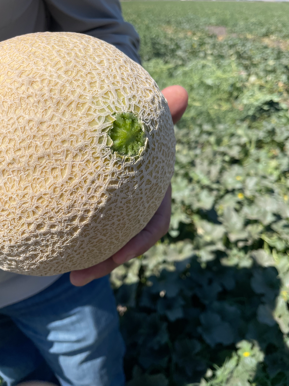 We learned the term "slip." Here you can see that the stem comes off fully and easily, called "full slip." With melons like watermelons, the stem requires cutting or "non-slip."