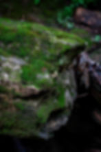 Set in the Southern Outer
Piedmont, The Falls old growth climax forest rivals any natural setting anywhere in the Southeast.