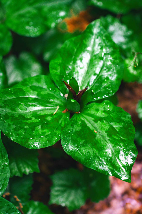 Preserve WEBSITE SIZED-64.jpg