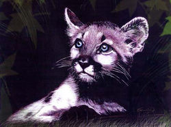 Cougar Kitten