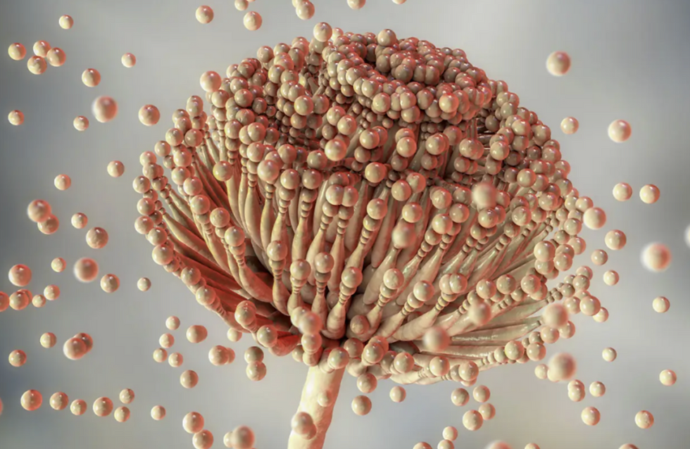 Fungi Could Help Grow Food on the Moon and Mars, New Review Argues