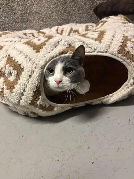 noodle in play tunnel.jpg