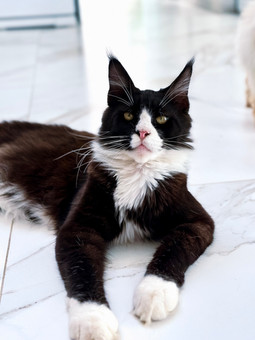 Gato macho da raça Maine Coon com pelagem preta e branca