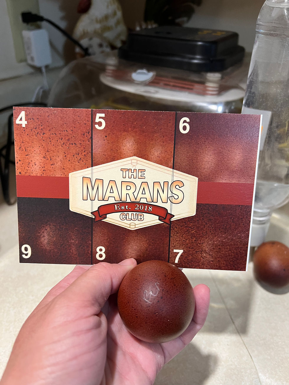Thumbnail: Black Copper Marans Dozen Hatching Eggs