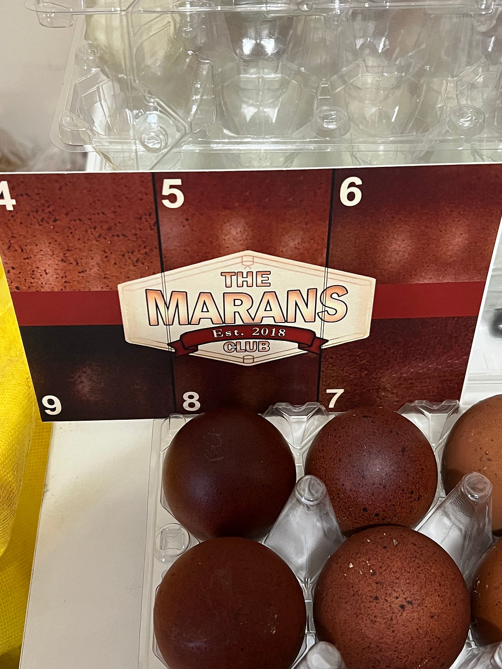 Thumbnail: Black Copper Marans Dozen Hatching Eggs