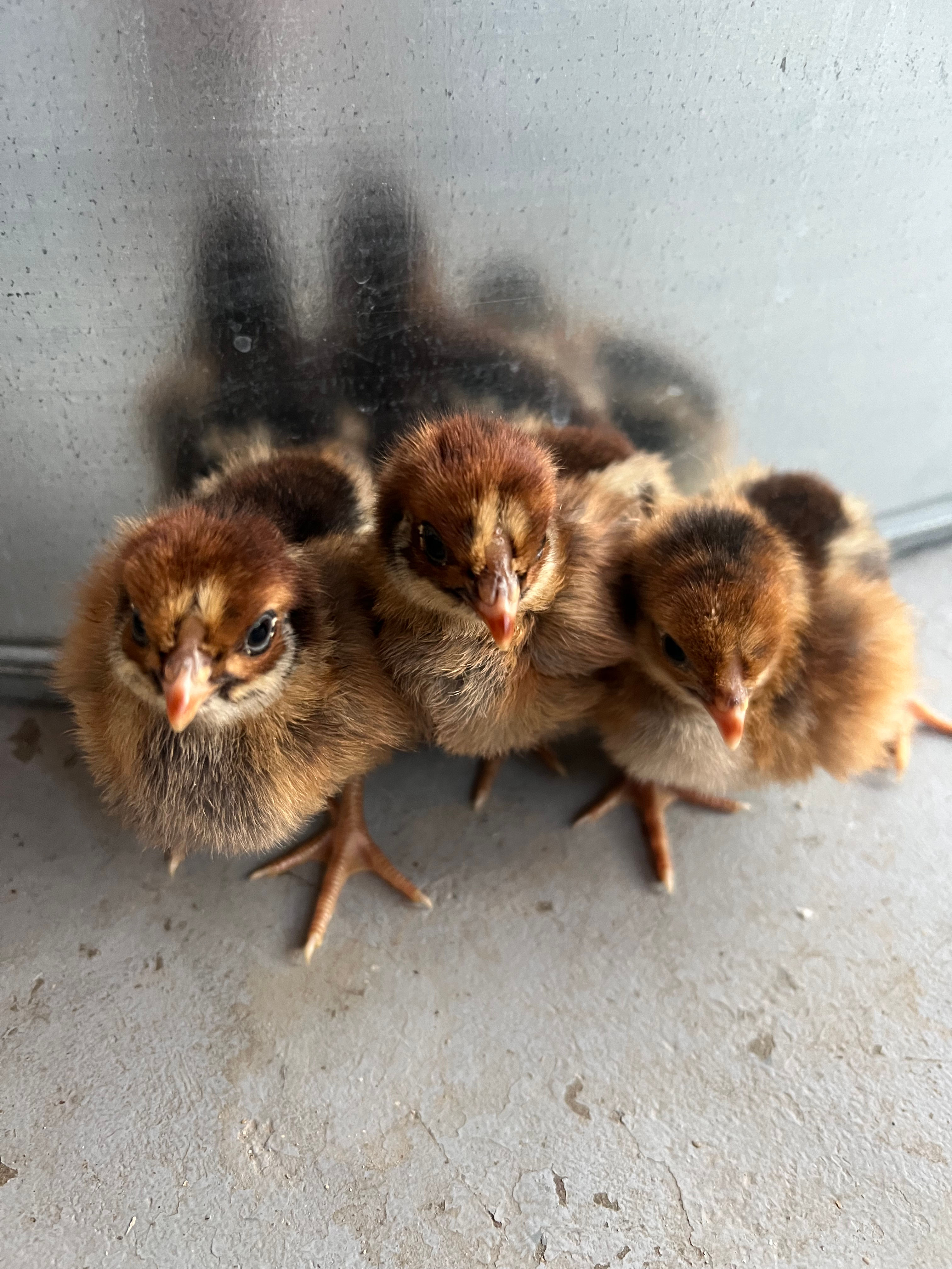 Blue Laced Red Wyandotte Chicks-Straight Run