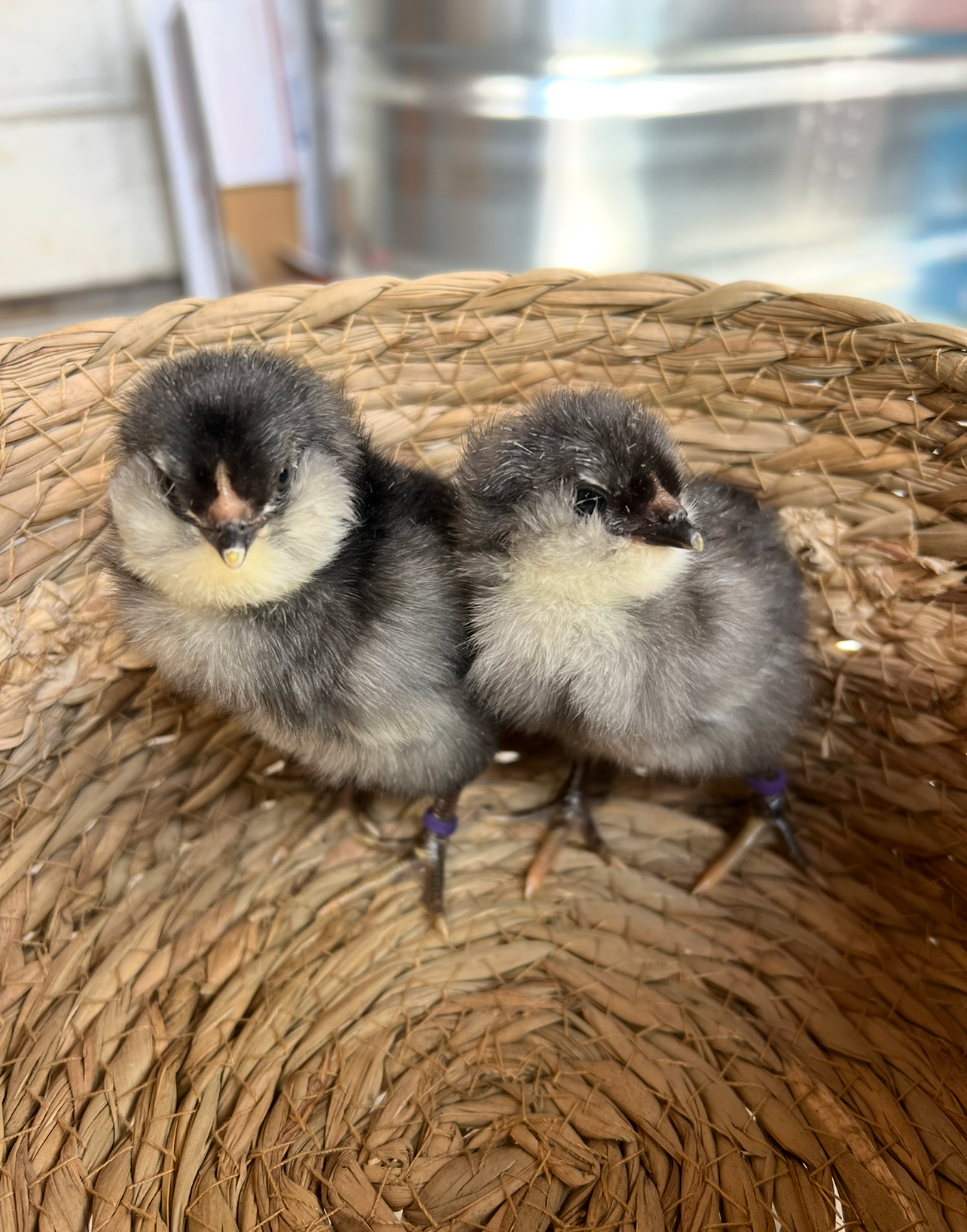 Ameraucana Chick straight run