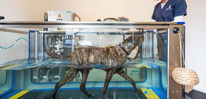 SeaWolfCanine2025_083.jpg
