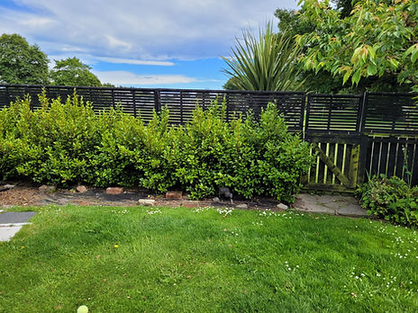 Hedge1.jpg