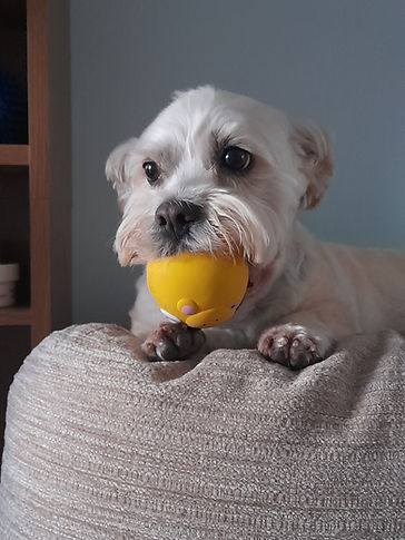 cockerpoo dog