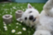 Maggie.jpeg