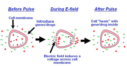 Mesotherapy explained at Skin Care Toronto