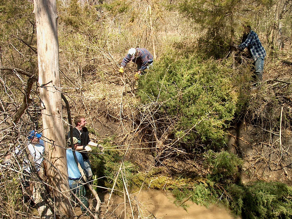 2009 Stream Bank Revitalization