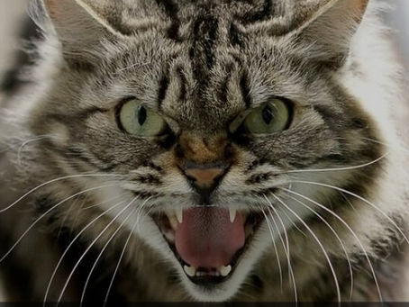 Qual o impacto de um protocolo de redução de estresse na qualidade da M.P.A.  em gatos