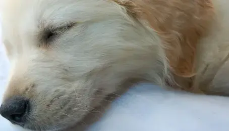 Farmacocinética e farmacodinâmica da administração intravenosa dexmedetomidina em cães