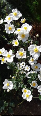 ソメイヨシノ、シダレザクラ