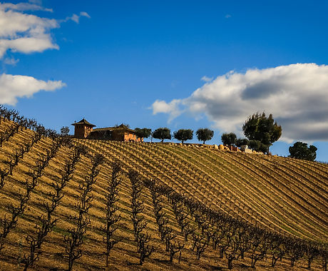 Paso Robles Vineyard Mar 21C.jpg