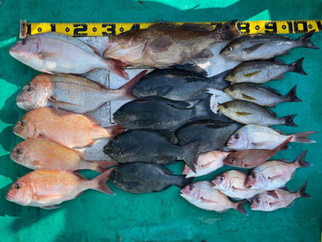 5月17日6時半出船