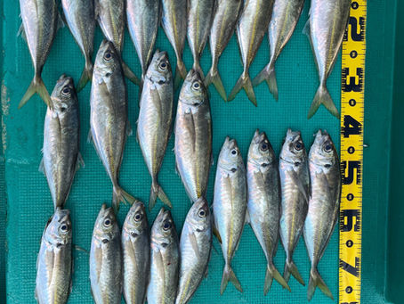 5月25日1時半出船