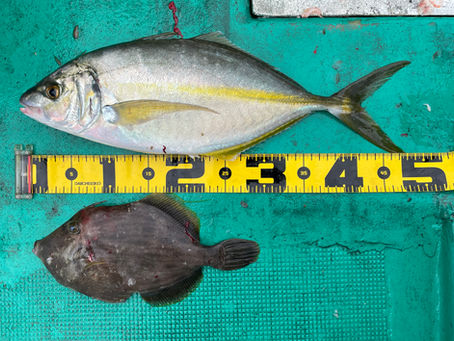 4月20日5時半出船