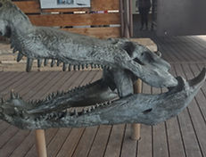 Deinosuchus skull cast at Big Bend National Park