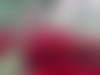 La Diputación de Huelva lanza su campaña navideña de flor de Pascua para ayuntamientos y ELA de la provincia