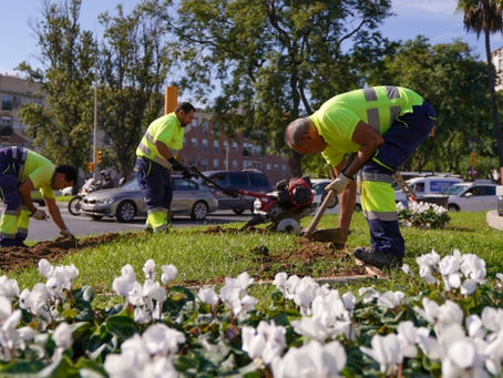 El Ayuntamiento plantará 3.200 flores de temporada para engalanar la entrada principal y edificios emblemáticos de la ciudad