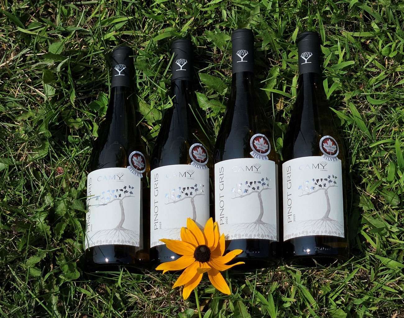 Pinot Gris 2025