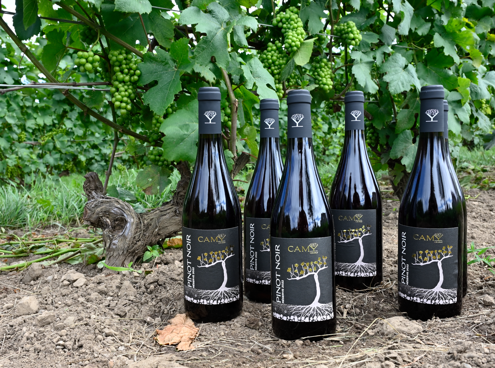 Pinot Noir Réserve 2024