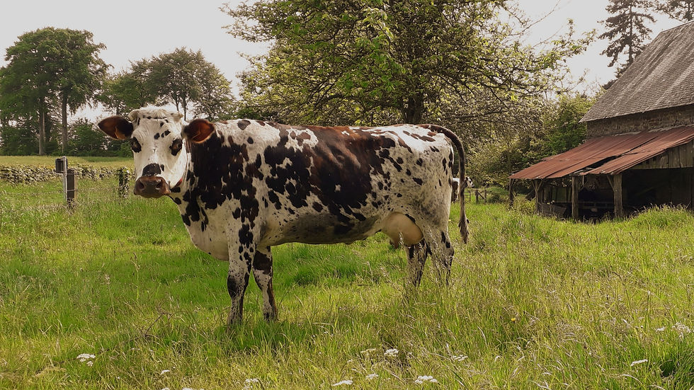 Norman cow_edited